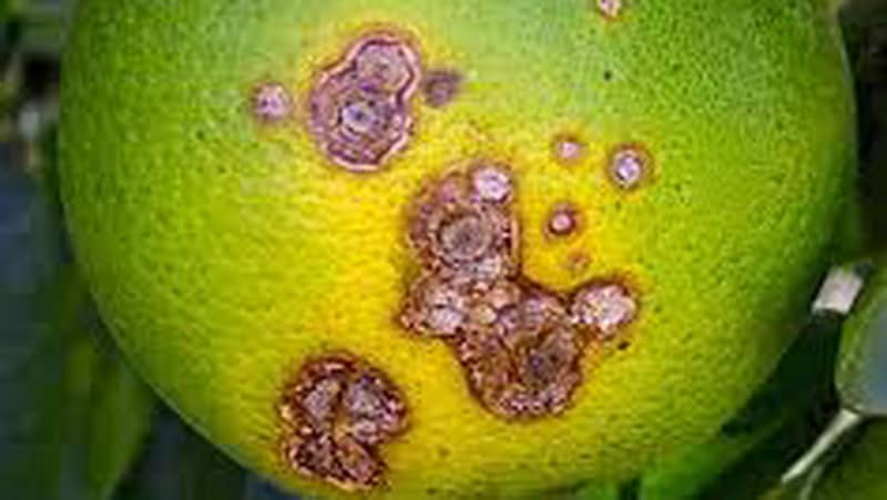 علائم شانکر باکتریایی بر روی میوه