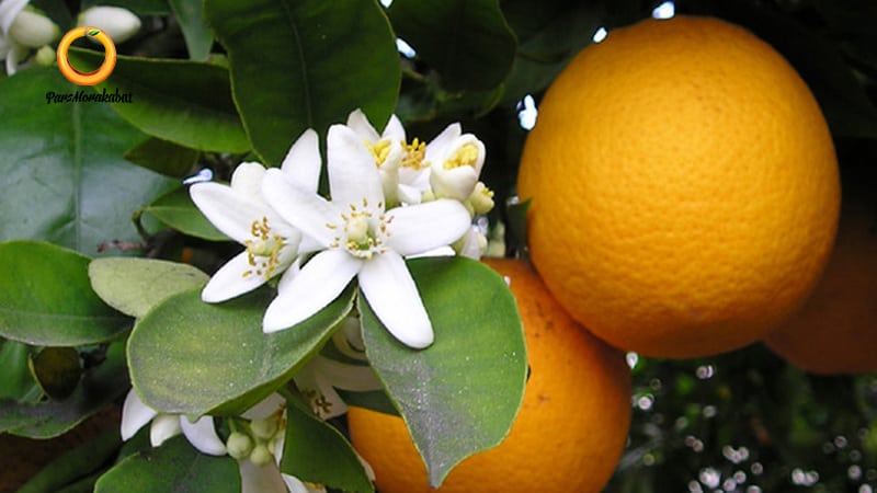 citrus sinensis l. osbeck انواع پرتقال