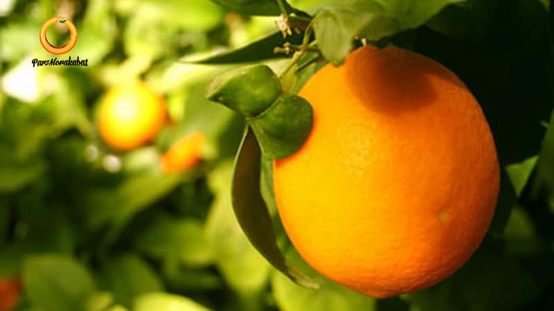 پرتقال لبنانی