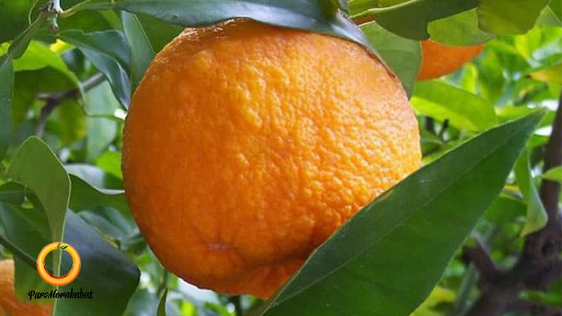 پایه نارنج