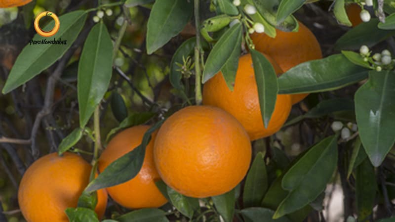 fairchild 1 انواع نارنگی‌ (Citrus reticulata Blanco)