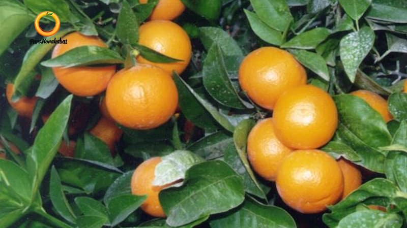 نارنگی پیج