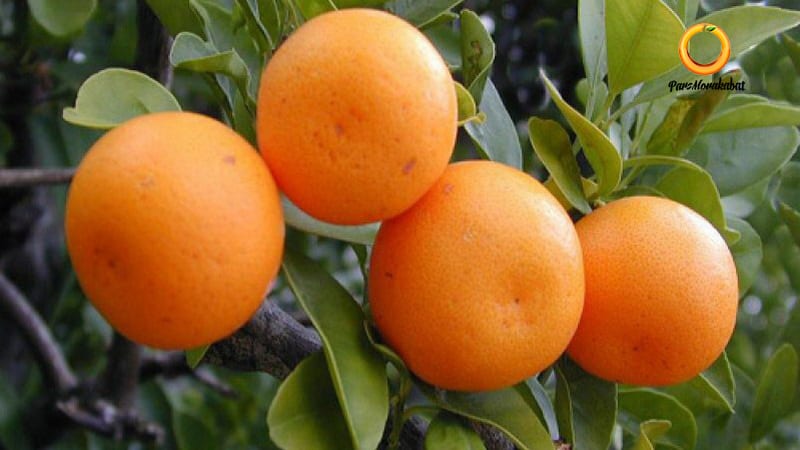 نارنگی یاشار