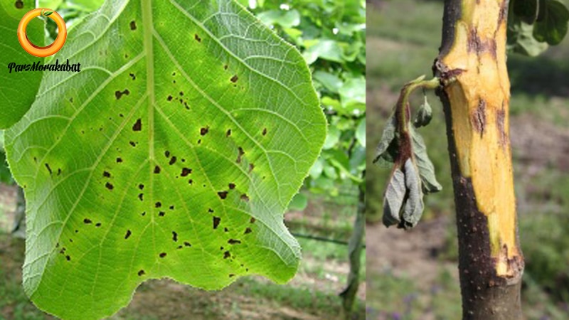 شانکر باکتریایی درخت کیوی