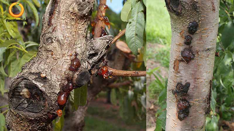 شانکر سیتوسپورایی درختان میوه هسته دار