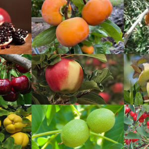 مقاوم به سرما معرفی درختان میوه مقاوم به سرما در مناطق سرد