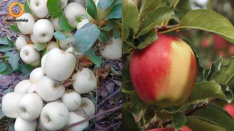 سیب دو رنگ فرانسه، سیب گلاب سفید